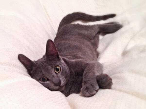 Rory un gato de pelo gris