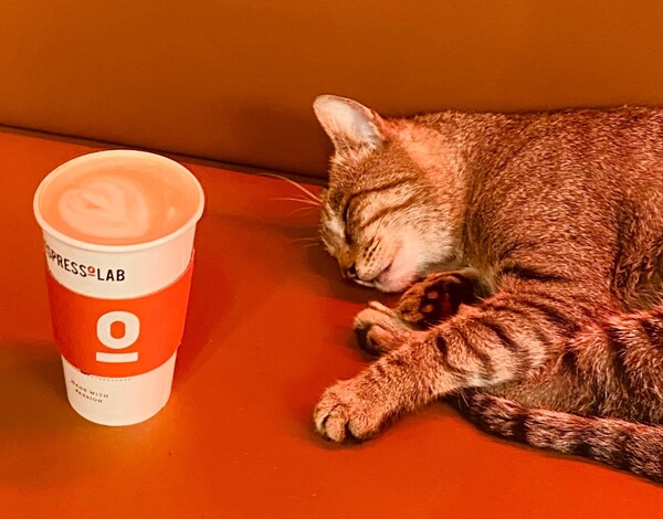 Gato durmiendo al lado de un cafe