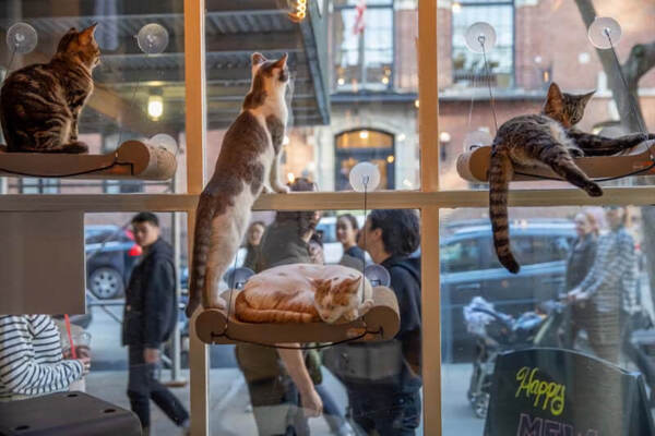 Gatos en una ventana