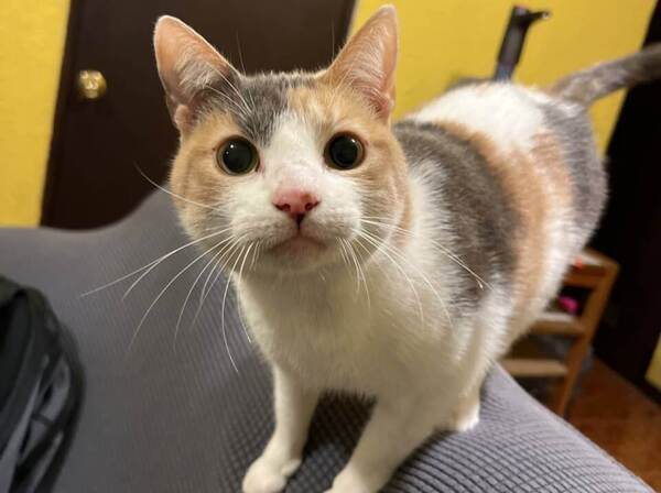 Hécate una gata tricolor