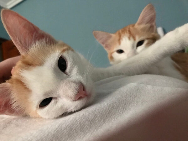Prompto el gato hermano de Amy pero con pelo corto